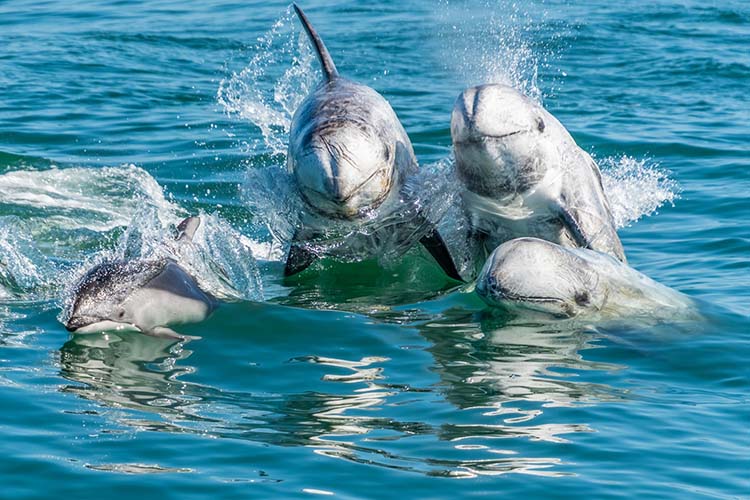 Four Rissos dolphins swimming towards the viewer