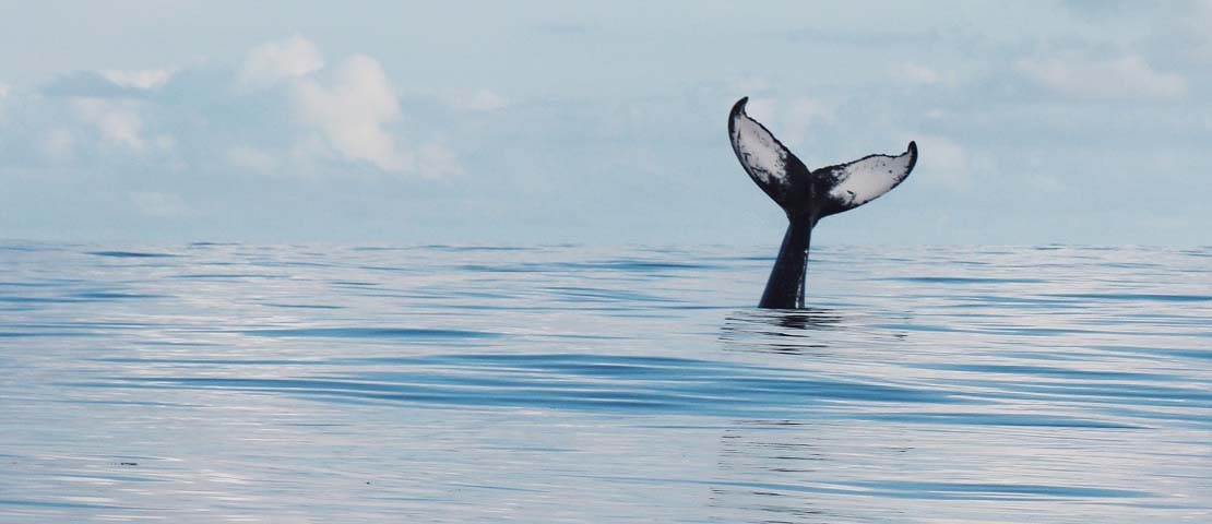 Whale tail above water