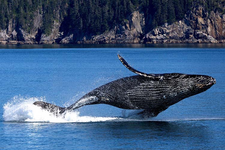 Humpback whale leaping from the water